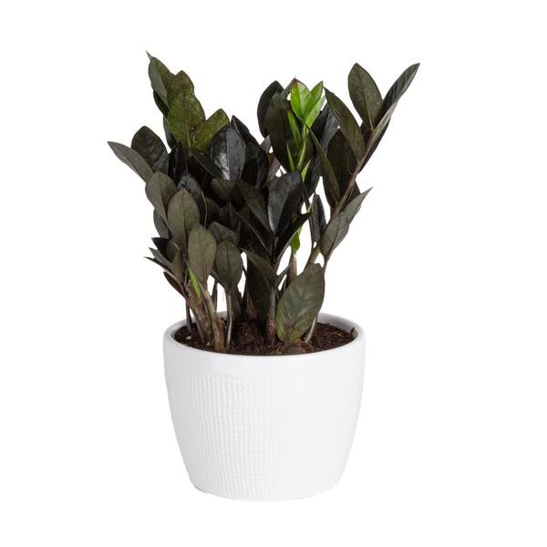 Costa Farms Trending Tropicals Raven Zz Plant In 6 In Ceramic Pot Co Zzb6sc 3 Tr Costa Farms Trending Tropicals Raven Zz Plant In 6 In Ceramic Pot Co Zzb6sc 3 Tr