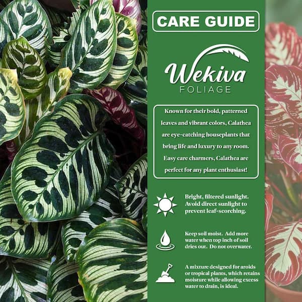 Wekiva Foliage Calathea Freddie and Soil Mix Combo-Live Plant in a 4 in.  Pot with 1 qt. HousePlant Soil Mix CalFredSoil4x1 - The Home Depot