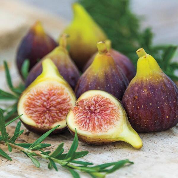 DIRECT GARDENING 1 Gal. Pot Fantasia Fig Tree Fruit Bearing Plant (1-Pack)