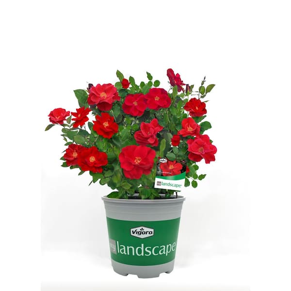 MY LANDSCAPE 2 Gal. Miracle on the Hudson with Red Flowers