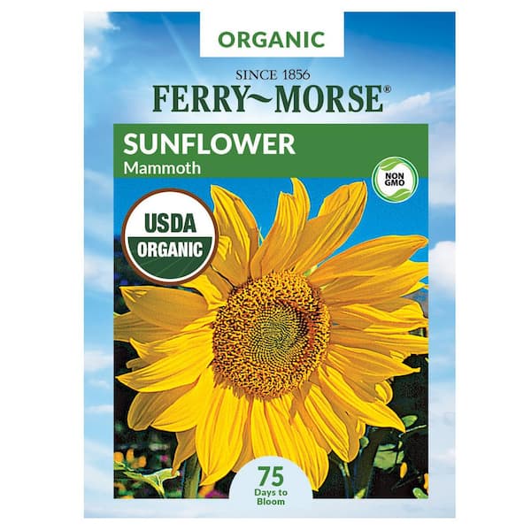 Ferry Morse Organic Sunflower Mammoth Flower Seed 1540 The Home Depot