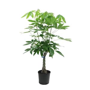10 in. Money Tree Pachira Braid Plant