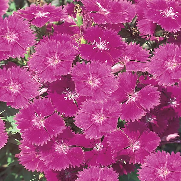 1 Olivia Wilde Red and Pink Dianthus Carnation Plant 76919 The Home