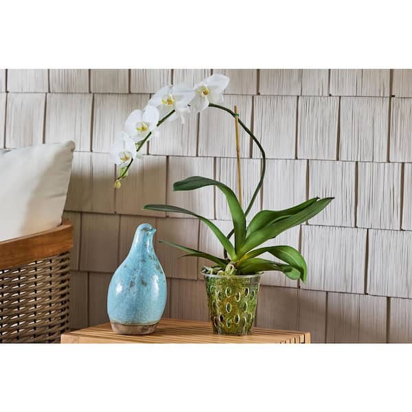 jade plants for sale near me Jade pothos, Epipremnum Aureum