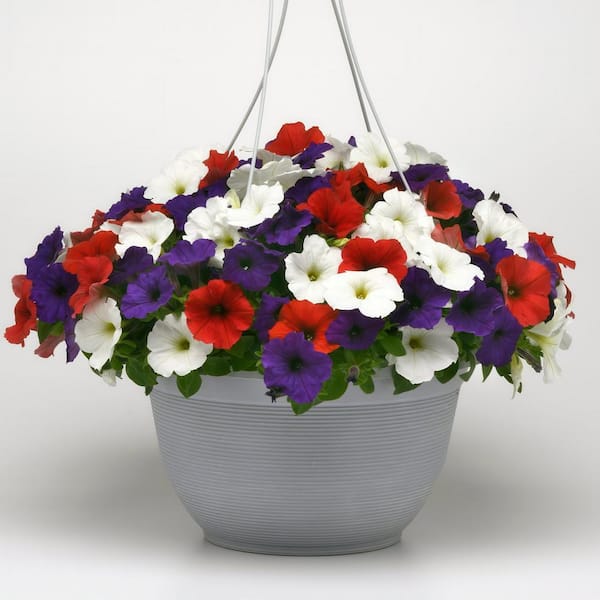 EASY WAVE 4 in. Easy Wave Freedom Combo Petunia Annual Plant with