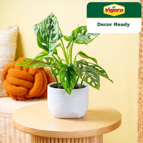 Trending Tropical Little Swiss Cheese Monstera Indoor Plant in 6 in. Decor Pot