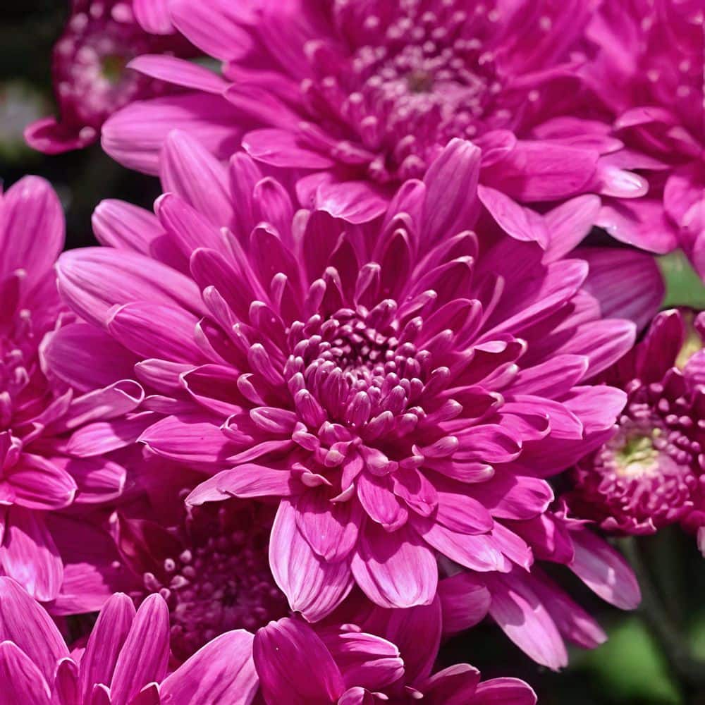 national PLANT NETWORK 8 in. Purple Chrysanthemum Plant with