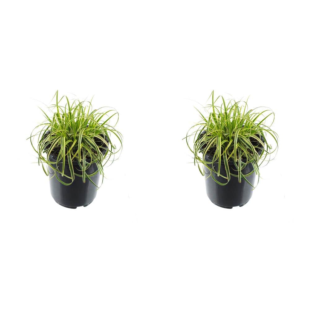 2.5 qt. Perennial Carex Oshimensis Feather Falls Grass (2-Pack)