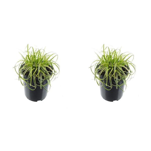 Unbranded 2.5 qt. Perennial Carex Oshimensis Feather Falls Grass (2-Pack)