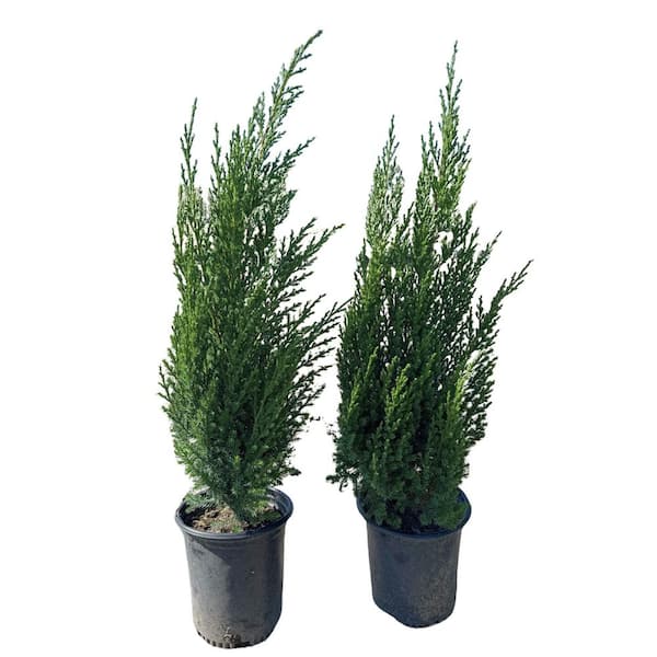 #1 container Juniperus 'Blue Point' Column (single)