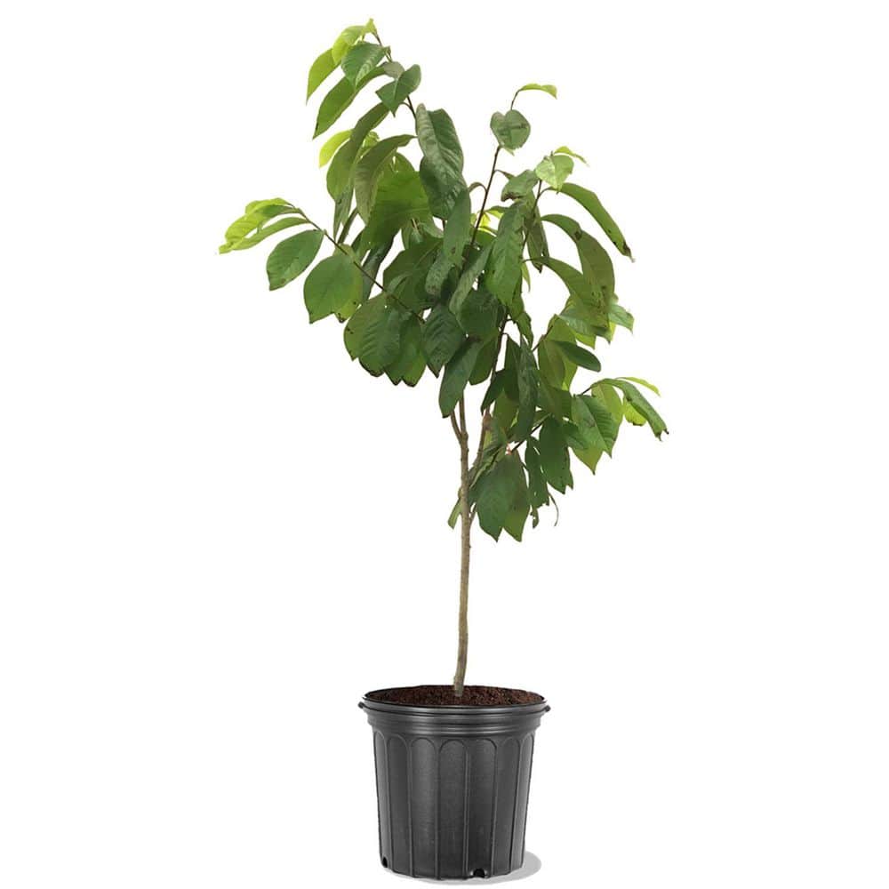 Unbranded 5 gal. Paw Seedling Fruit Tree PAWPAW05G