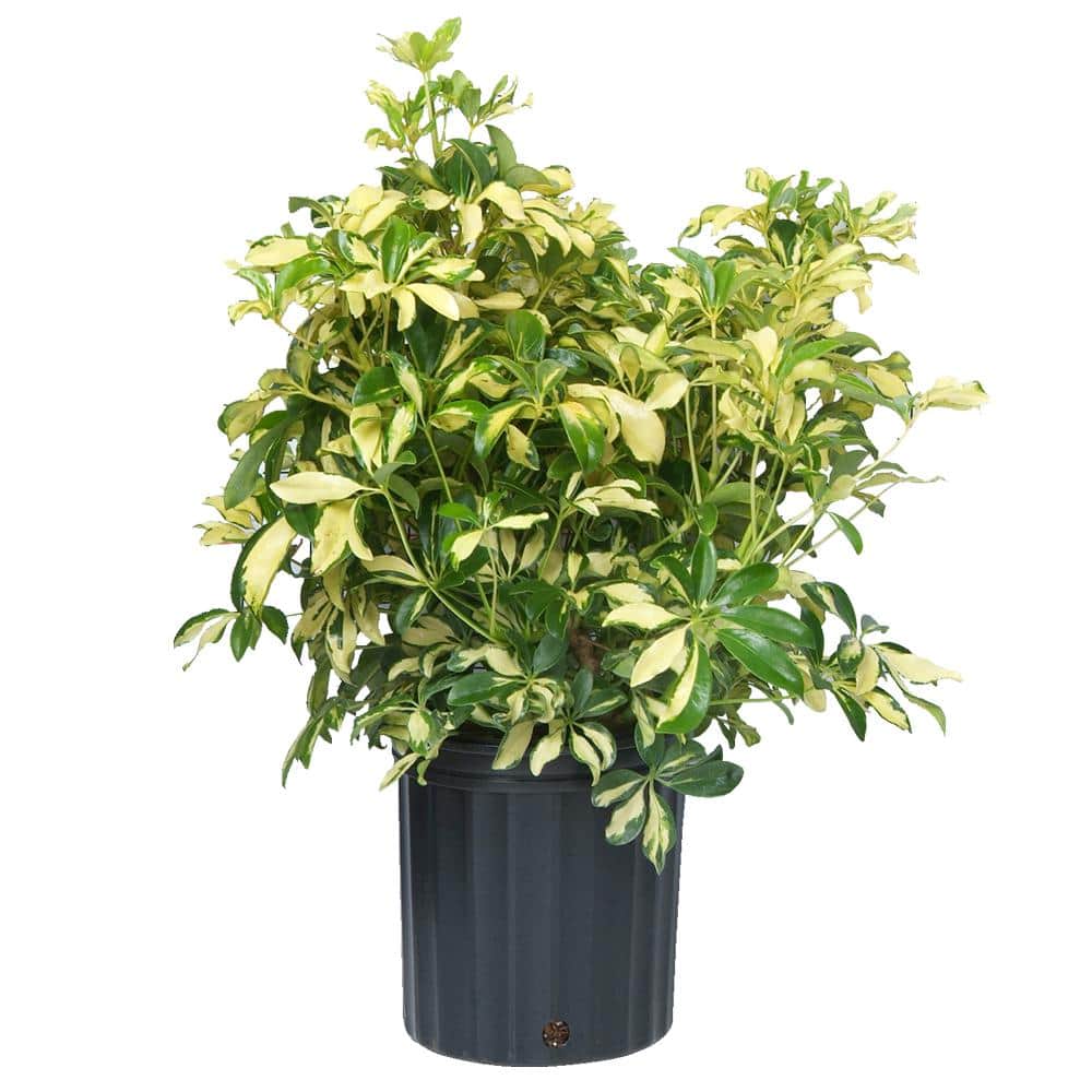 Arboricola Trinette Plant