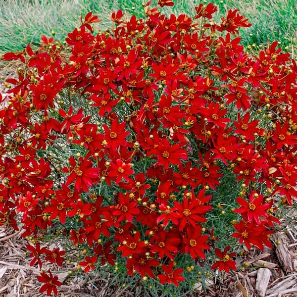 DIRECT GARDENING Hot Paprika Red Flowering Coreopsis Tickseed Dormant Bare Root Perennial Starter Plant (1-Pack)