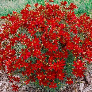 Hot Paprika Coreopsis Dormant Bare Root Flowering Perennial Plant Grown in A 2 in. Pot (1-Pack)