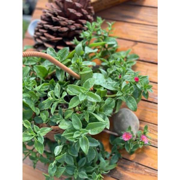 Aptenia Red Apple Red Blossom Color, Succulent Plant Suitable for Spring  Summer Fall LT-907 - The Home Depot