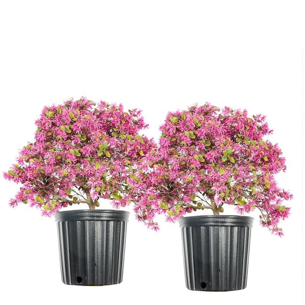 Unbranded 3 Gal. Ruby Loropetalum Shrub (2-Pack)