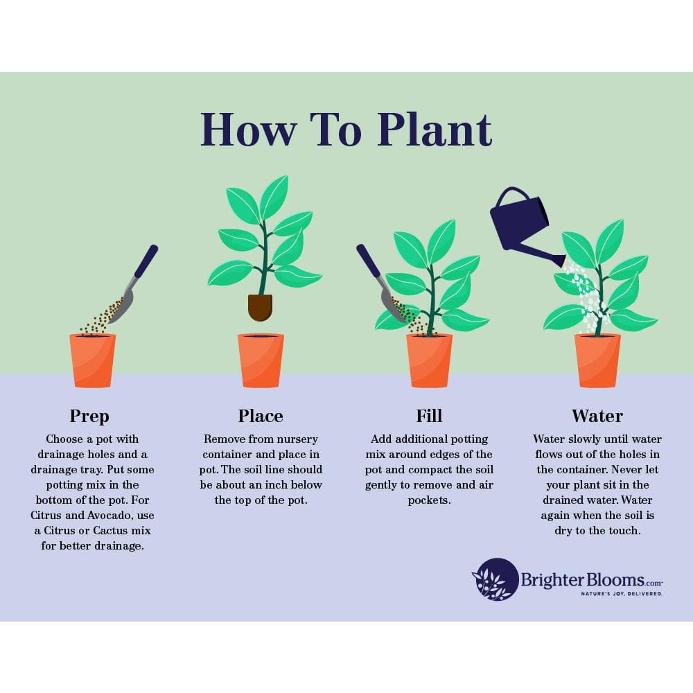 Arbequina Olive Tree in 3-Gallon Container