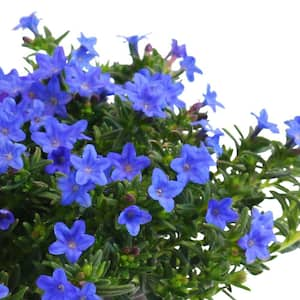 2 Qt. Blue Lithodora Perennial Plant (3-Pack)