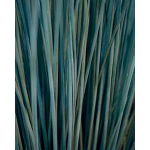 4.5 in. Qt. Graceful Grasses Blue Mohawk Soft Rush (Juncus) Live Plant, Blue-Green Foliage