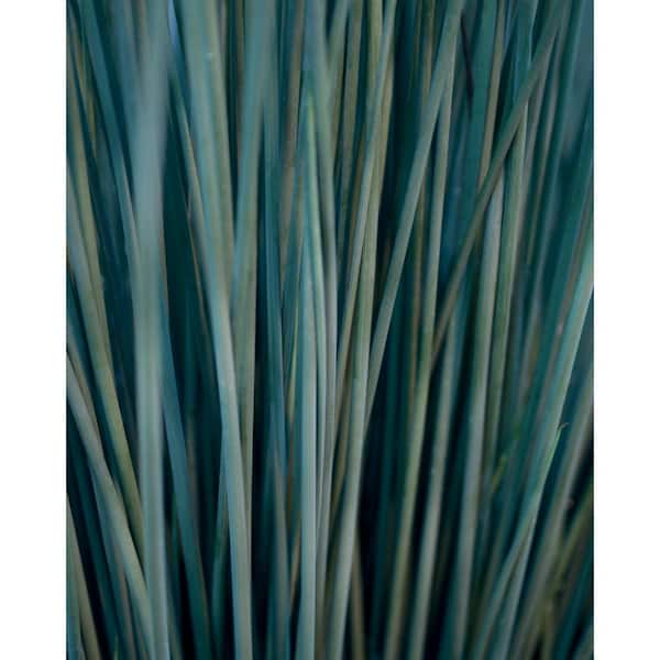 PROVEN WINNERS 4.5 in. Qt. Graceful Grasses Blue Mohawk Soft Rush (Juncus) Live Plant, Blue-Green Foliage