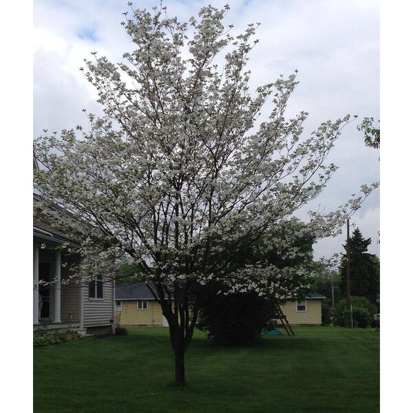 OnlinePlantCenter 5 gal. 5 ft. White Flowering Dogwood Tree