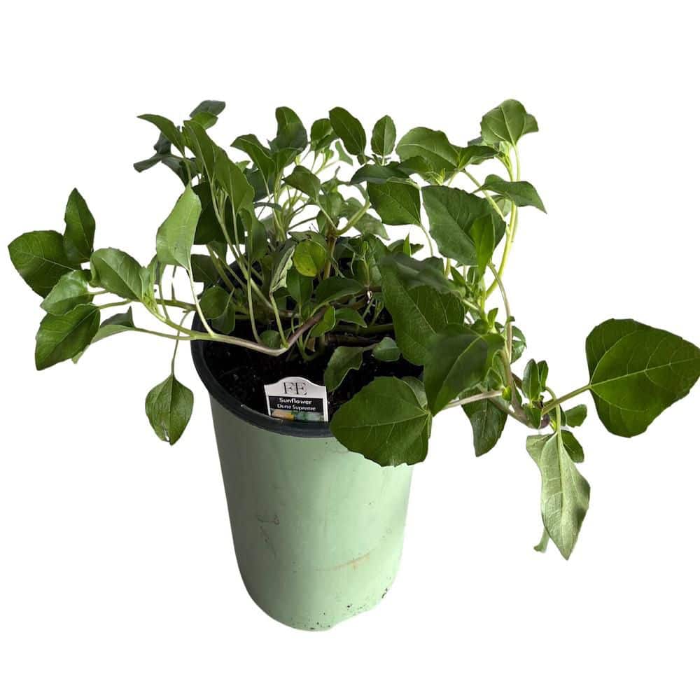 1 gal. Dune Sunflower (Helianthus) Perennial Plant with Yellow Flowers price history on PriceWatchPro