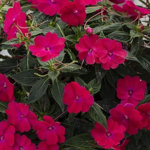 1 Qt. Rose Pink SunPatiens Impatiens Outdoor Annual Plant with Pink Flowers (5-Pack)