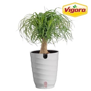 Ponytail Palm Indoor Plant in 6 in. White Decor Planter, Average Shipping Height 1-2 ft. Tall