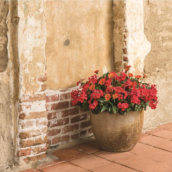 PROVEN WINNERS 4.25 in. Eco+ Grande Bright Lights Red African