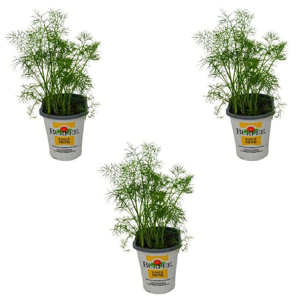Pint Dill Plant-3-Pack
