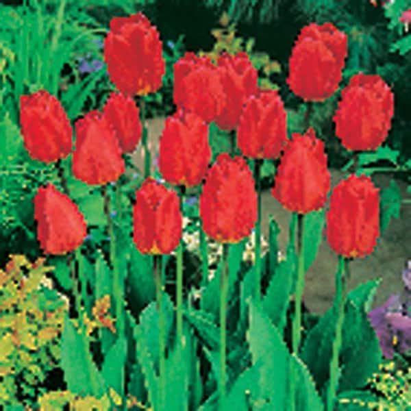 Unbranded Tulip Oxford Dormant Bulbs (80-Pack)