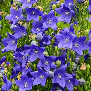 2.50 qt. Pot, Pop Star Blue Balloon Flower (Platycodon), Deciduous Flowering Perennial Plant (1-Pack)