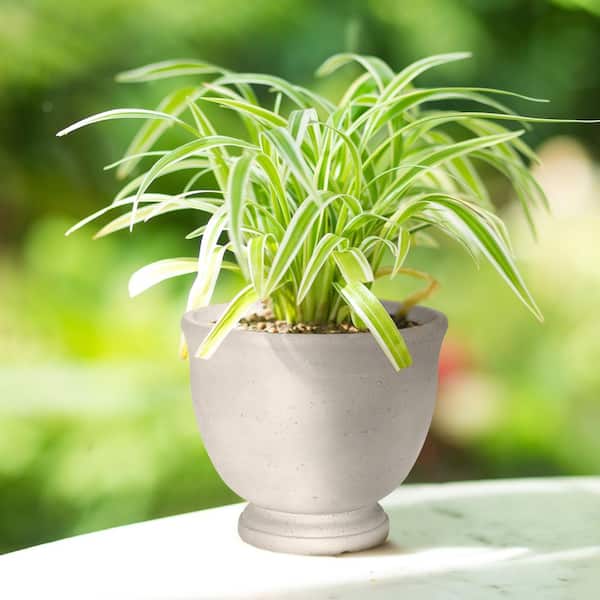 porcelain pots for plants Blue Fleur de Lis Double Rim Ceramic Planter main image 1