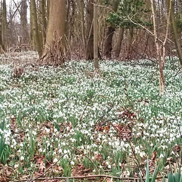 Van Bourgondien White Snowdrops (Galianthus) Dormant Spring Flowering Bulbs (25-Pack)
