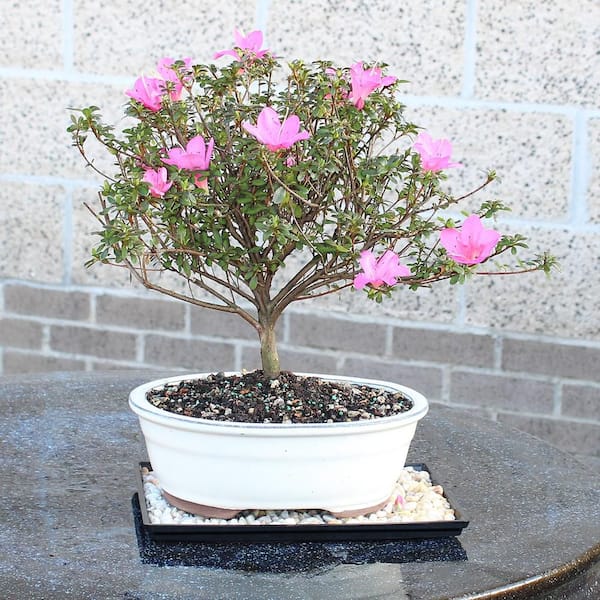 Brussel's Bonsai Satsuki Azalea Bonsai Tree