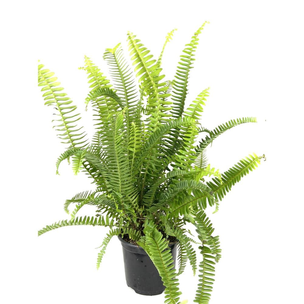 Wekiva Foliage Australian Sword Kimberly Queen Fern - Live Plant in a 6 ...