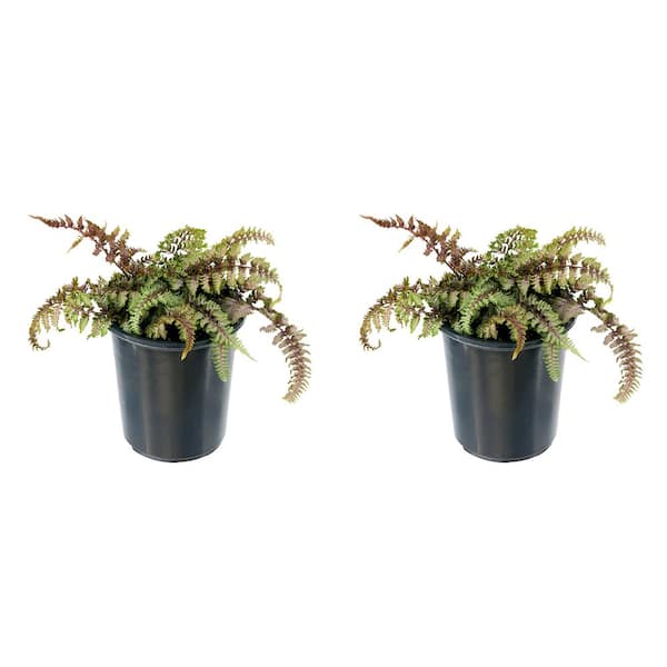 Unbranded 2.5 qt. Perennial Fern Athyrium Red Beauty (2-Pack)