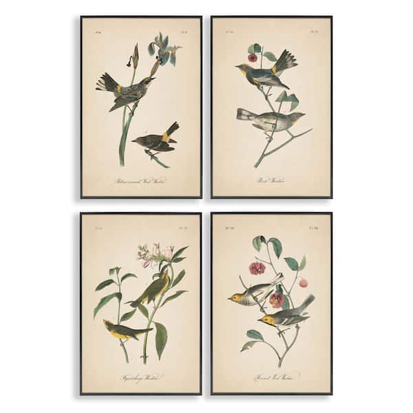 Stupell Industries Vintage Study Birds and Plants by Wild Apple Portfolio 4 Pieces Black Framed Animal Giclee Art Print 24 in. x 16 in.