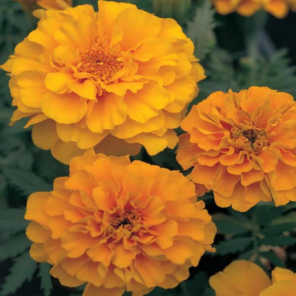 1.38 PT. Marigold Annual Plant with Orange Flowers