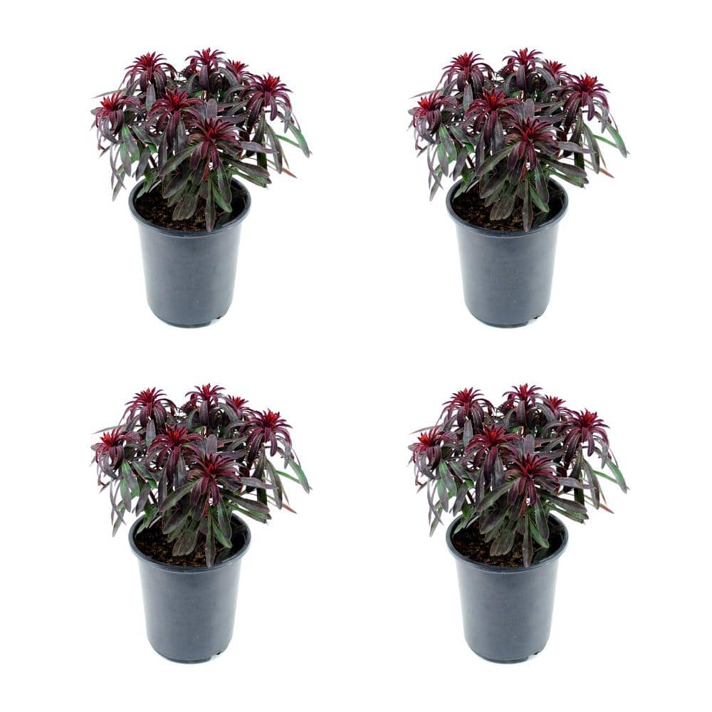 Perennial Euphorbia Miners Merlot 2.5 qt. (4-Pack)