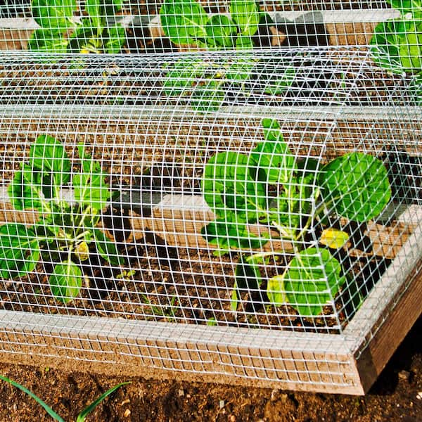 Galvanized Hexagonal Wire Mesh Fence for Chicken Rabbit Animal Household Garden  Wire Net Scratch Resistant Rust Proof P15F - AliExpress