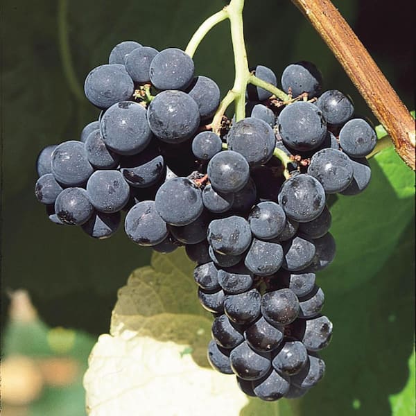Gurney's 2 Gal. Pot, King of the North Grape (Vitis), Potted Deciduous Fruit Bearing Potted Vine (1-Pack)