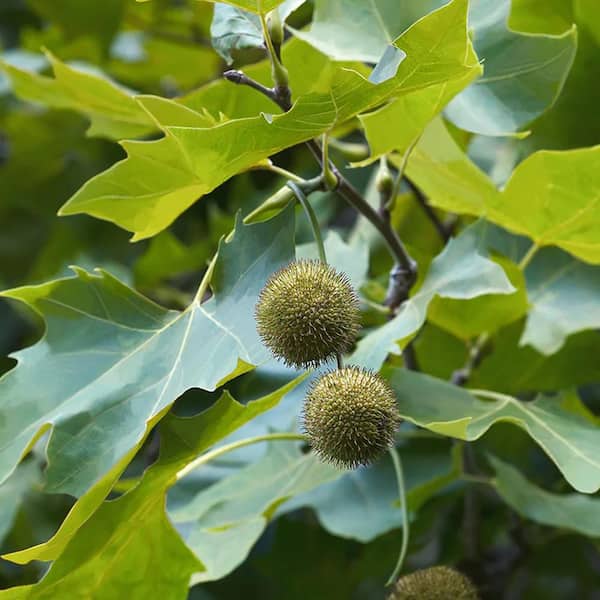 Unbranded - 5 gal. American Sycamore Tree