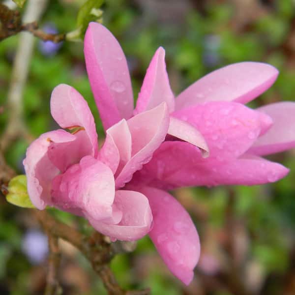 Unbranded #7 Pot Pink Flowering Jane Japanese Magnolia Tree