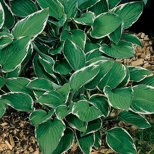 Unbranded Hosta Francee Bare Root Dormant Plants (12-Pack)