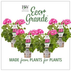 4.25 in. Eco+Grande Boldly Hot Pink Geranium (Pelargonium) Live Plant, Bright Pink Flowers (4-Pack)