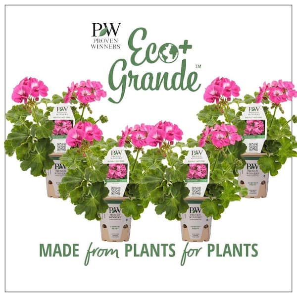 PROVEN WINNERS 4.25 in. Eco+Grande Boldly Hot Pink Geranium (Pelargonium) Live Plant, Bright Pink Flowers (4-Pack)