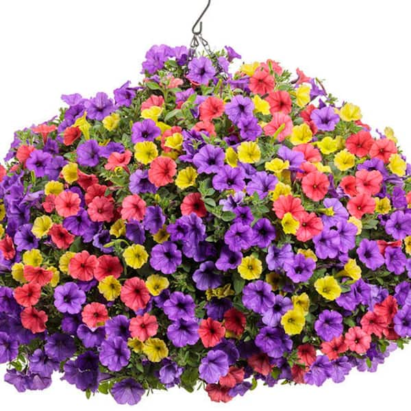 PROVEN WINNERS 12 in. Prime Time Supertunia (Petunia) Combo Annual Live Plant in Hanging Basket