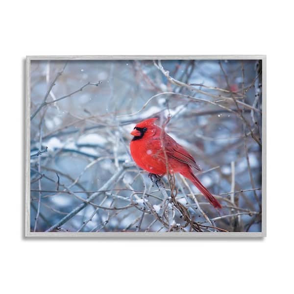 Stupell Industries Cardinal in Winter Branches by Karen Burke 1-Piece Framed Graphic Print Animal Poster Art Print 20 in. x 16 in.