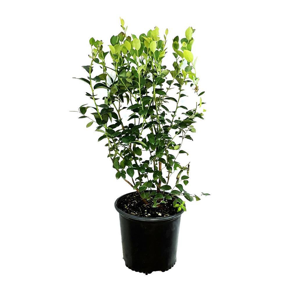 2.25 Gal. Sweetheart Blueberry Live Plant with Large, Sweet Berries